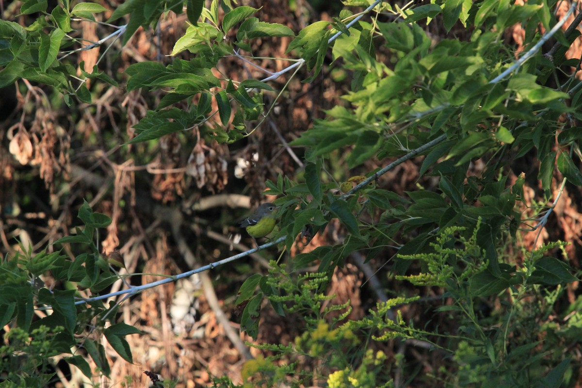 Magnolia Warbler - ML640869962