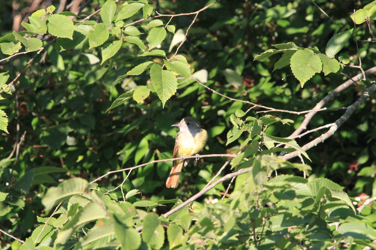 Great Crested Flycatcher - ML640870031