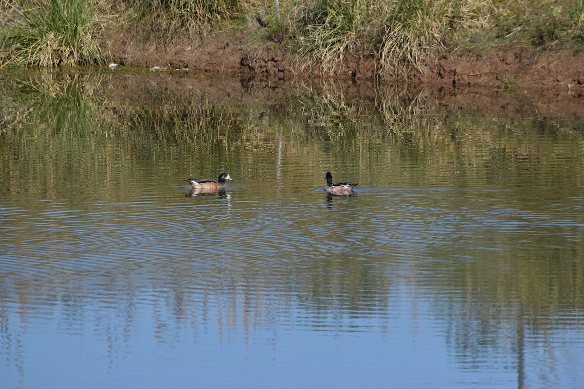 Chiloe Wigeon - ML640870107