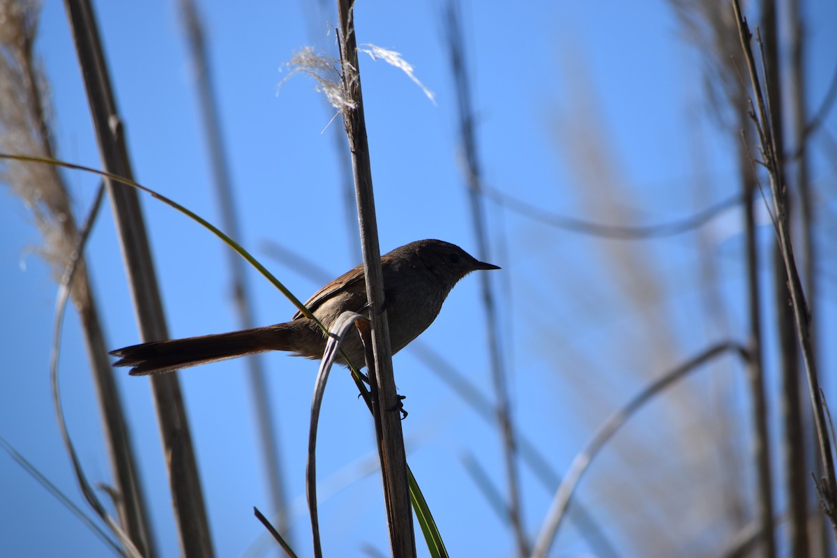Sharp-billed Canastero - ML640870154