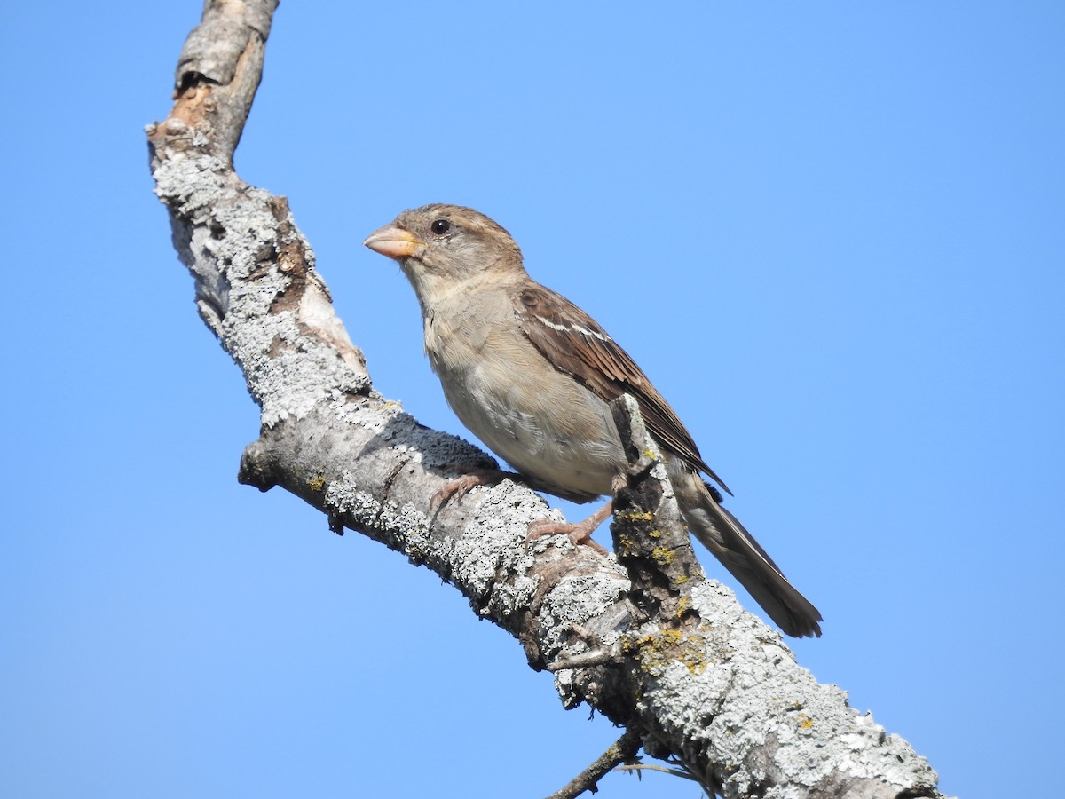 Passera oltremontana - ML640870175