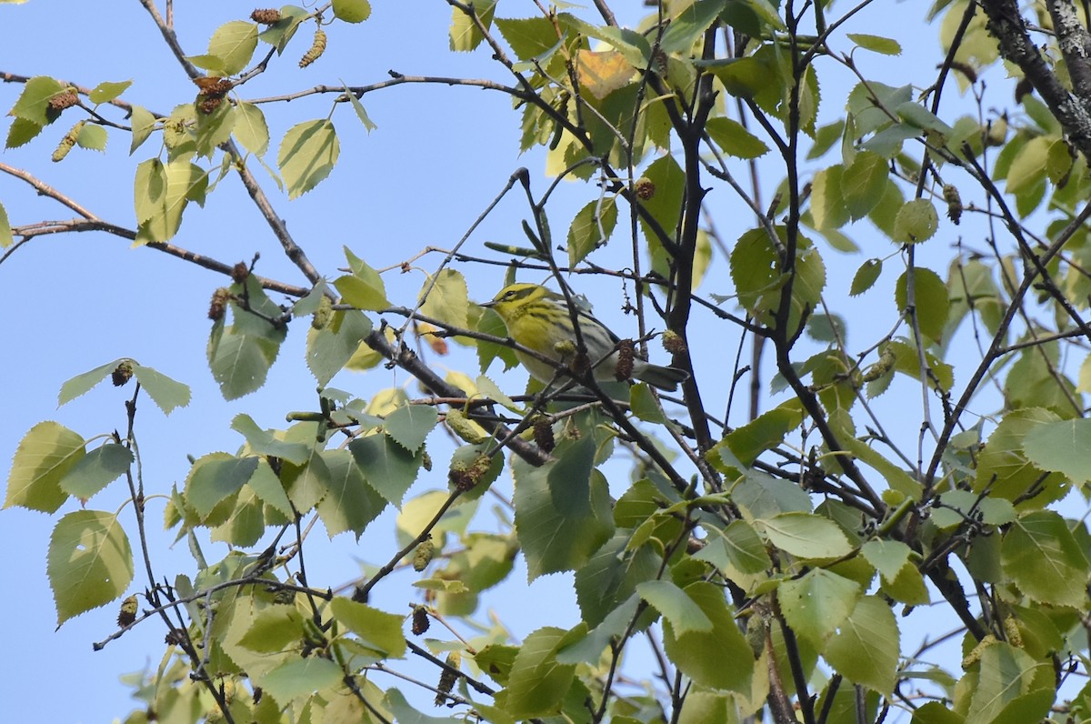 Townsend's Warbler - ML640870177
