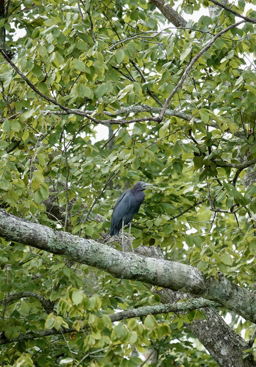Little Blue Heron - ML640870366