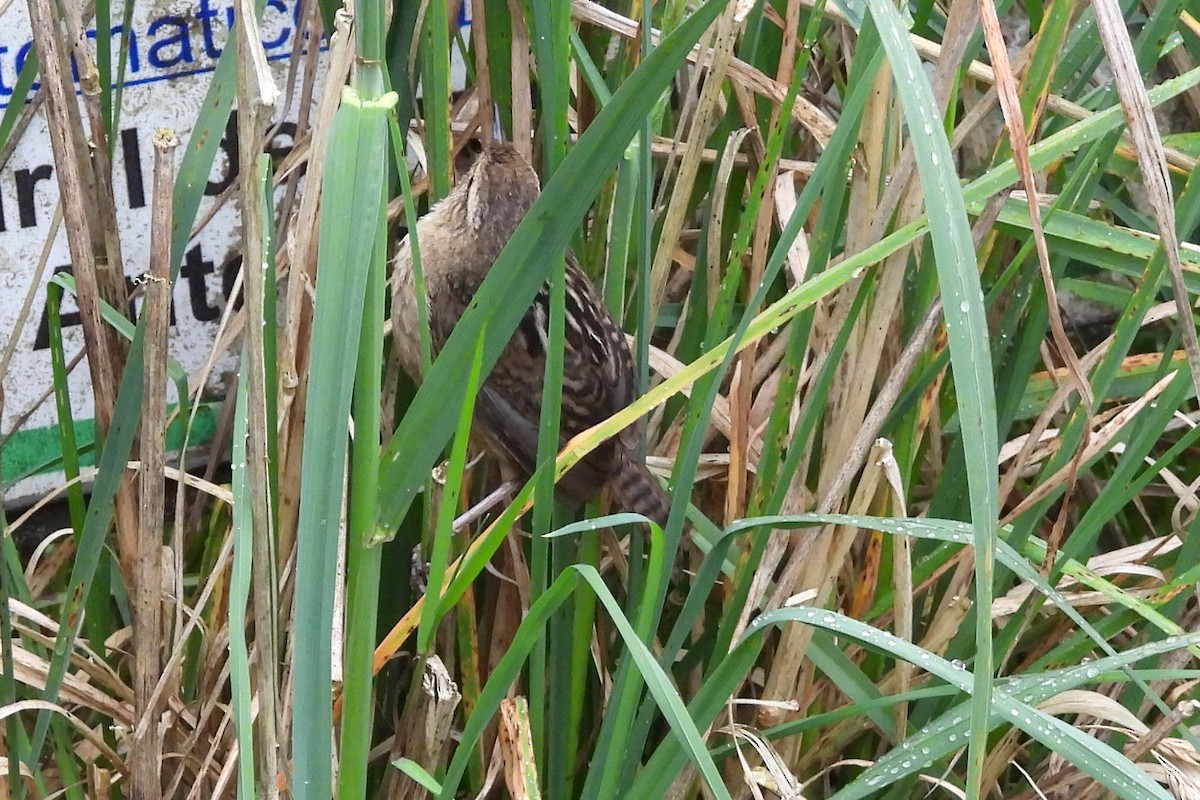 Grass Wren - ML640870372
