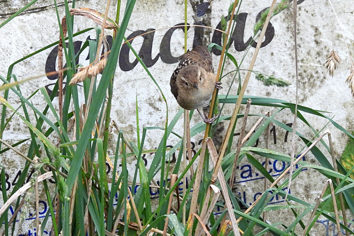 Grass Wren - ML640870373