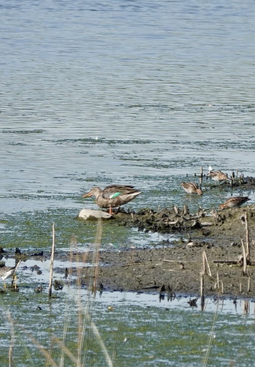 Халбага нугас - ML640870392