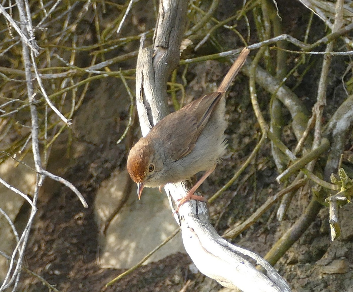 Piping Cisticola - ML640870438