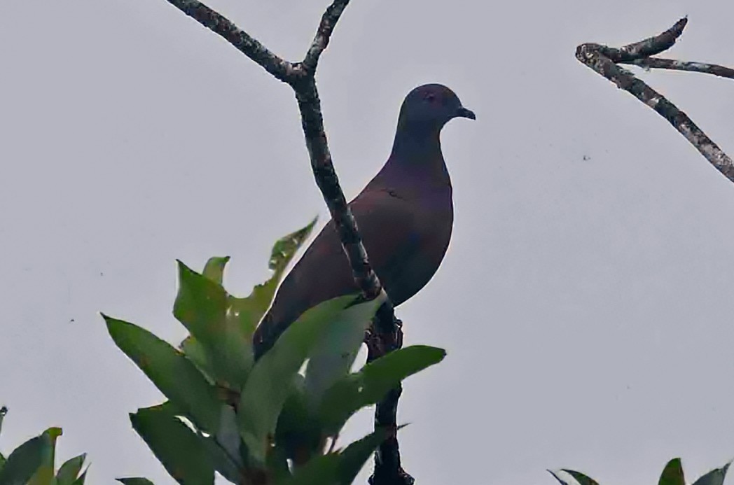 Pale-vented Pigeon - ML640870448