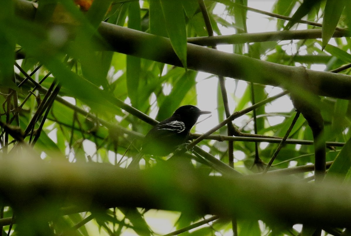 Jet Antbird - ML640870449