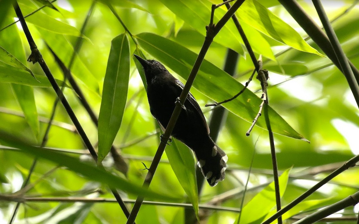 Jet Antbird - ML640870450