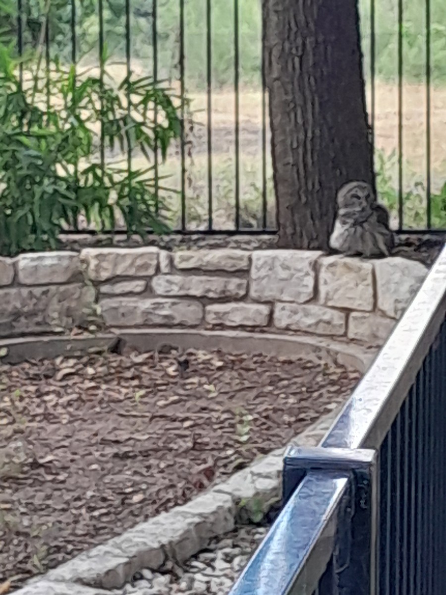 Barred Owl - ML640870465