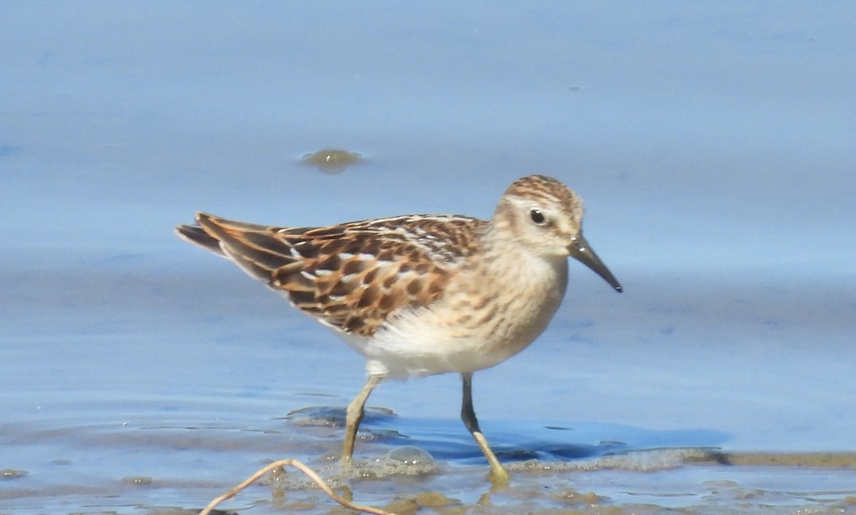 Least Sandpiper - ML640870511
