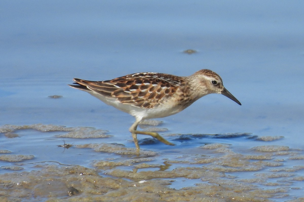 Least Sandpiper - ML640870512