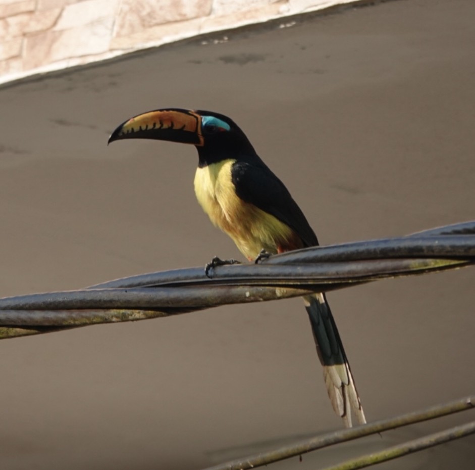 Lettered Aracari - ML640870540