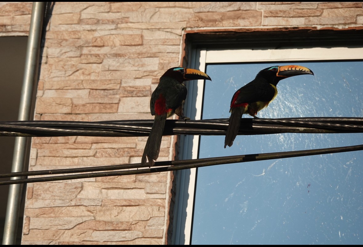 Lettered Aracari - ML640870541