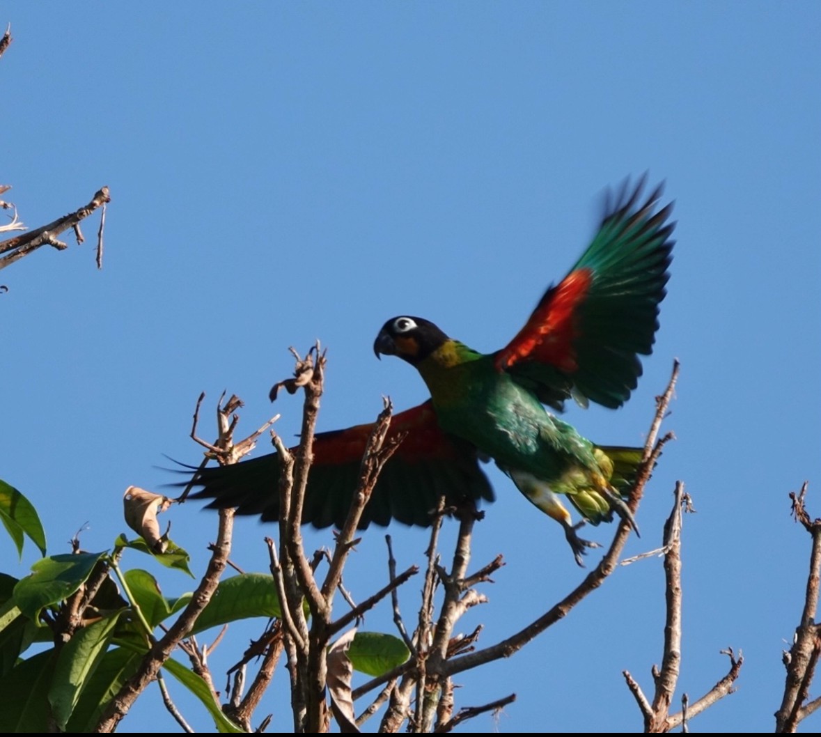 Orange-cheeked Parrot - ML640870555