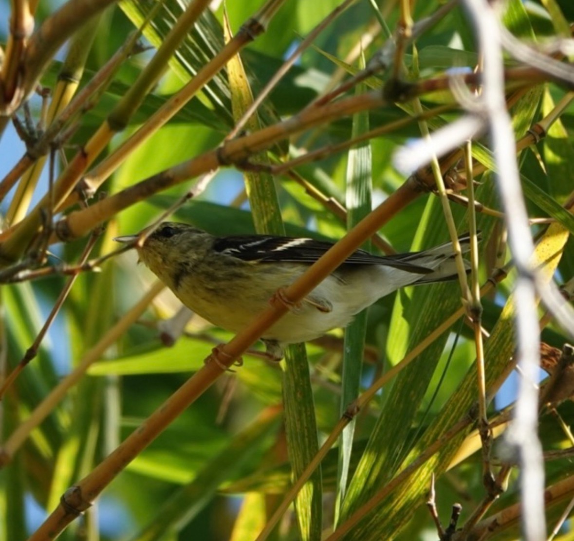 Bay-breasted/Blackpoll Warbler - ML640870572