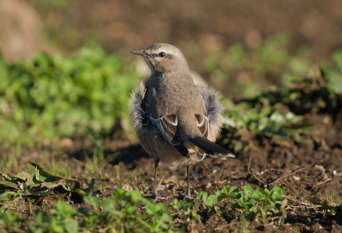 Patagonian Mockingbird - ML640870608