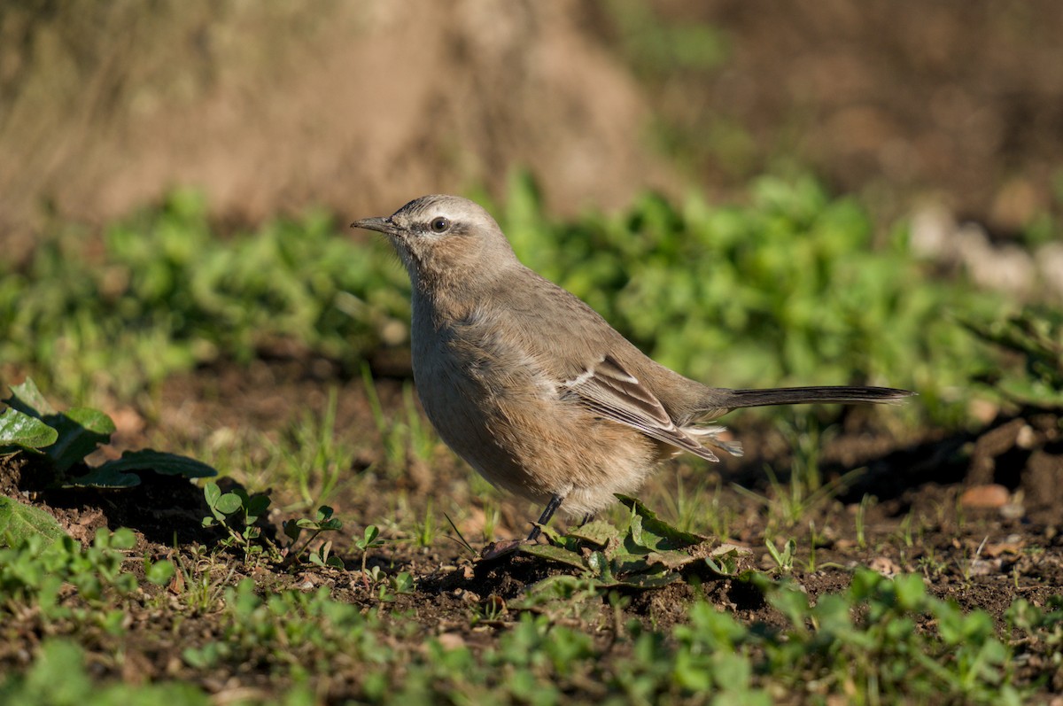 Patagonian Mockingbird - ML640870609