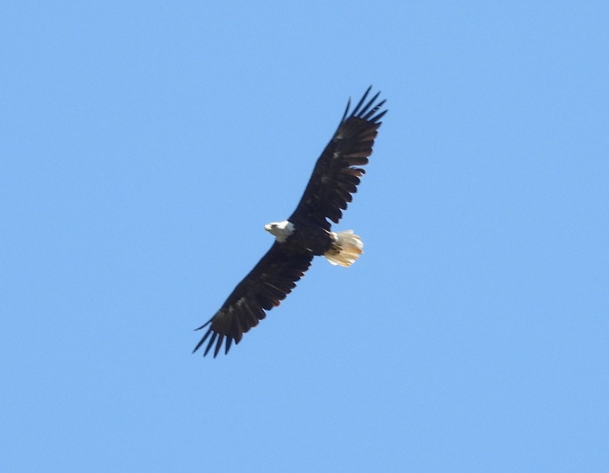 Bald Eagle - ML640870630