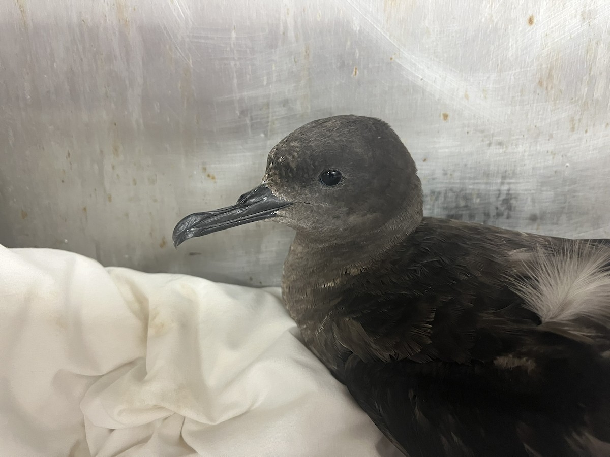 Sooty Shearwater - ML640870639