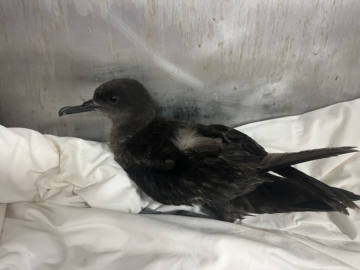 Sooty Shearwater - ML640870640