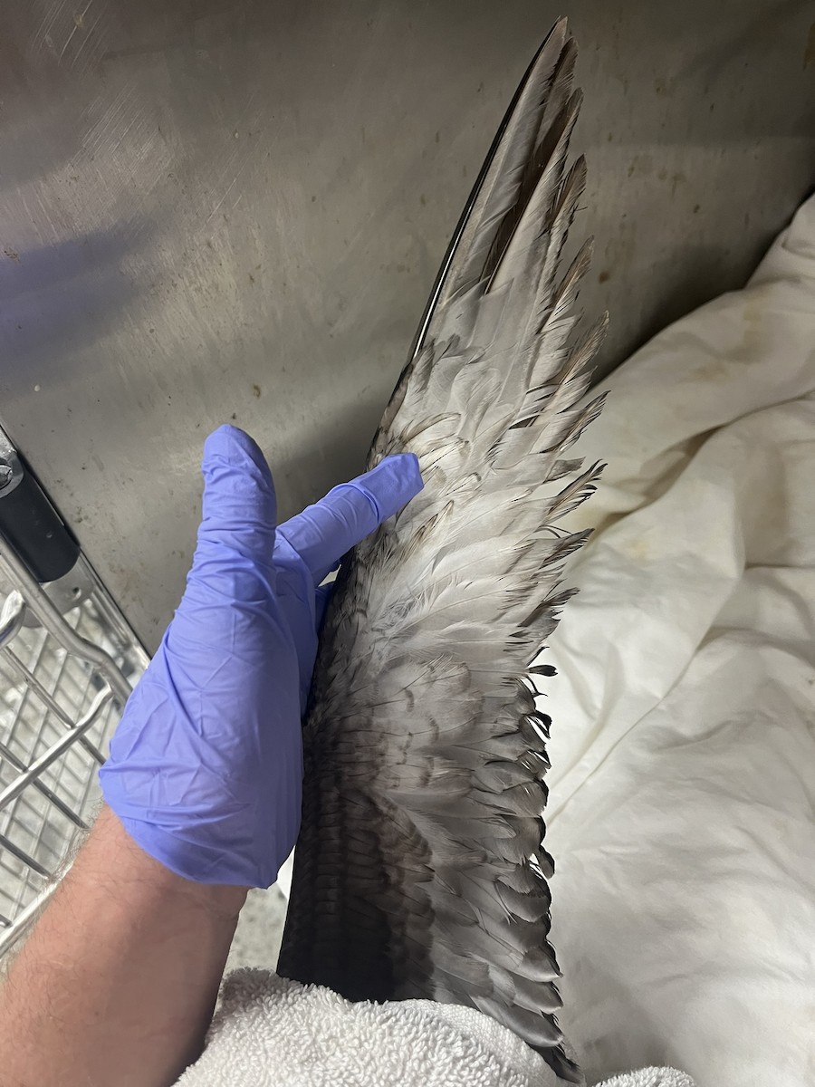 Sooty Shearwater - ML640870641