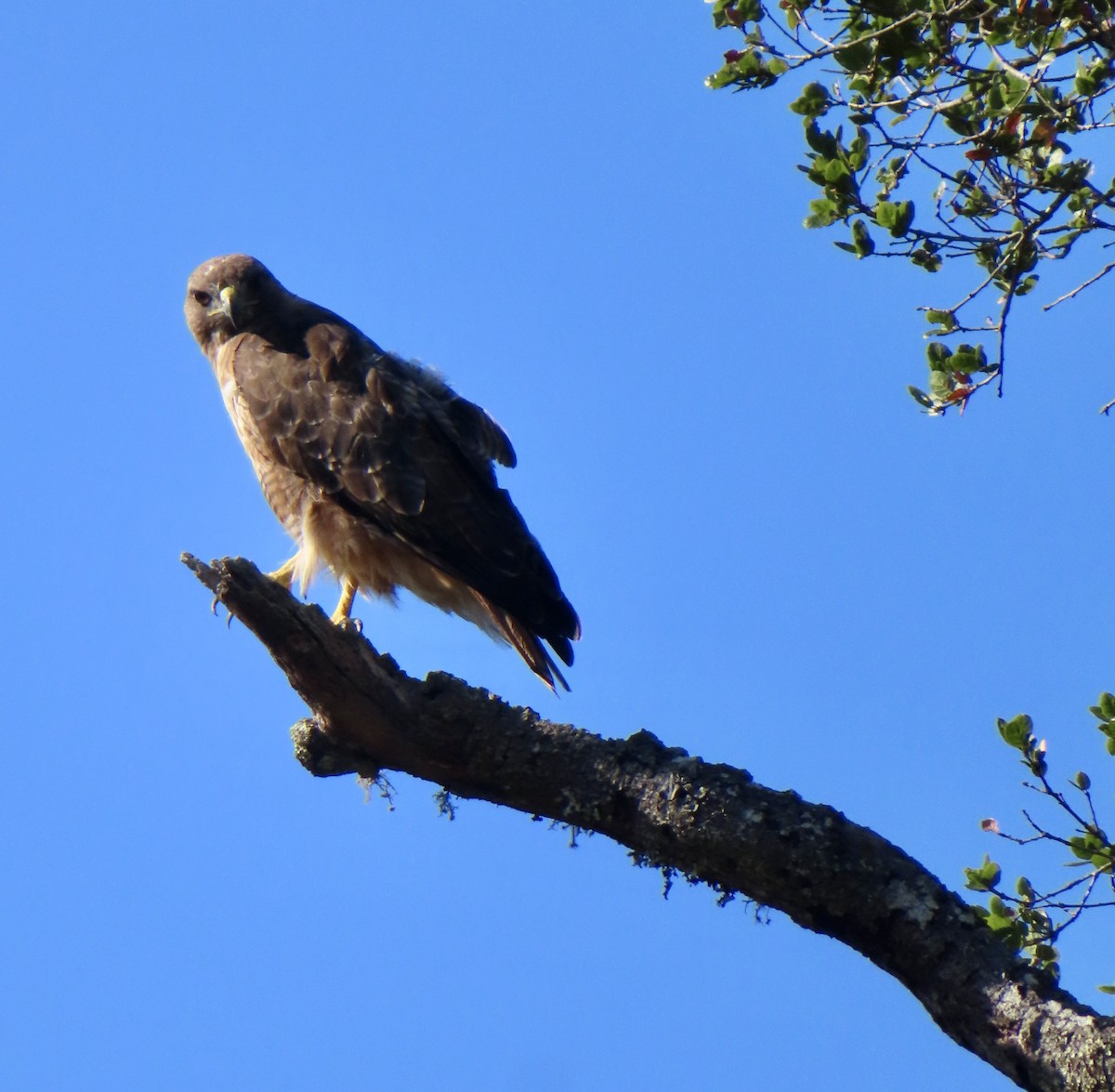 Red-tailed Hawk - ML640870685
