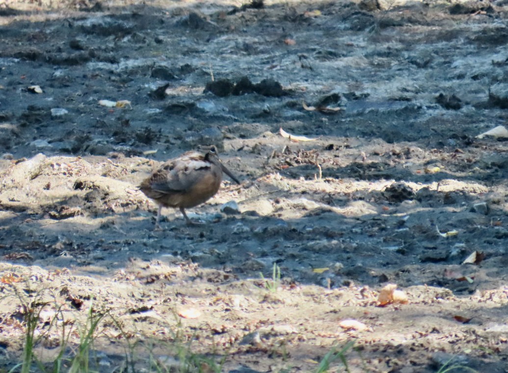 American Woodcock - ML640870753