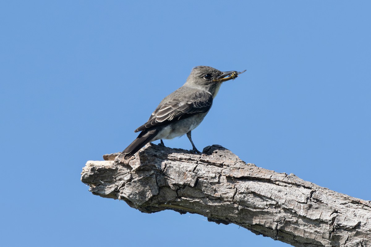 tyranovec severský - ML640870755