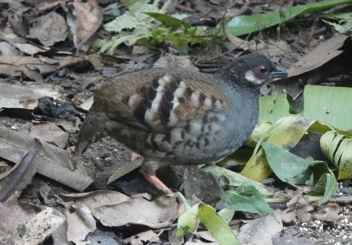 Malayan Partridge - ML640870769