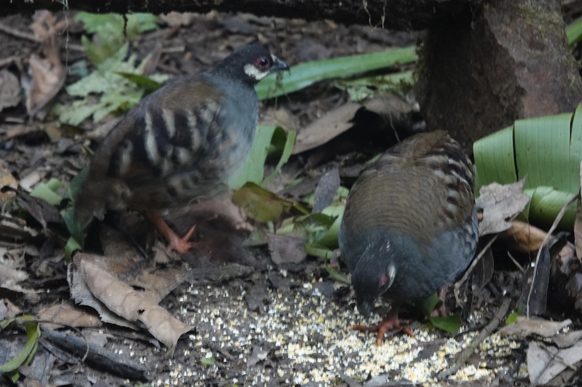 Malayan Partridge - ML640870770
