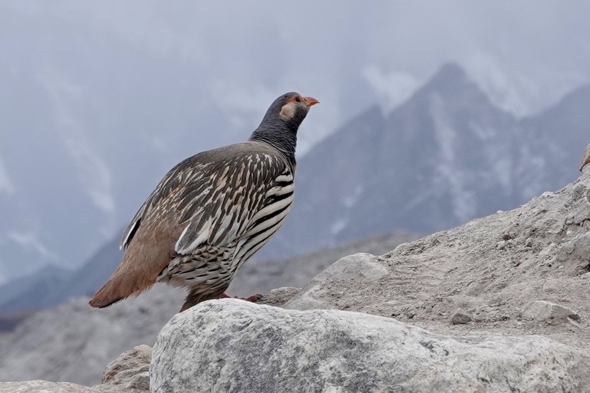 Tibetan Snowcock - ML640870806