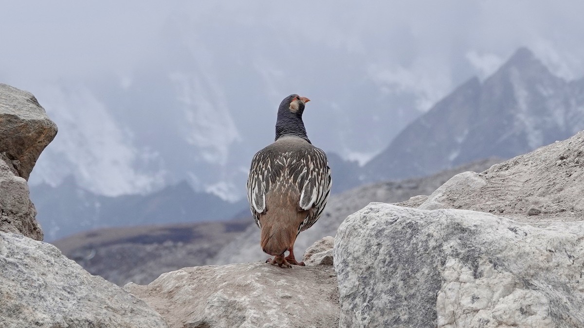 Tibetan Snowcock - ML640870807