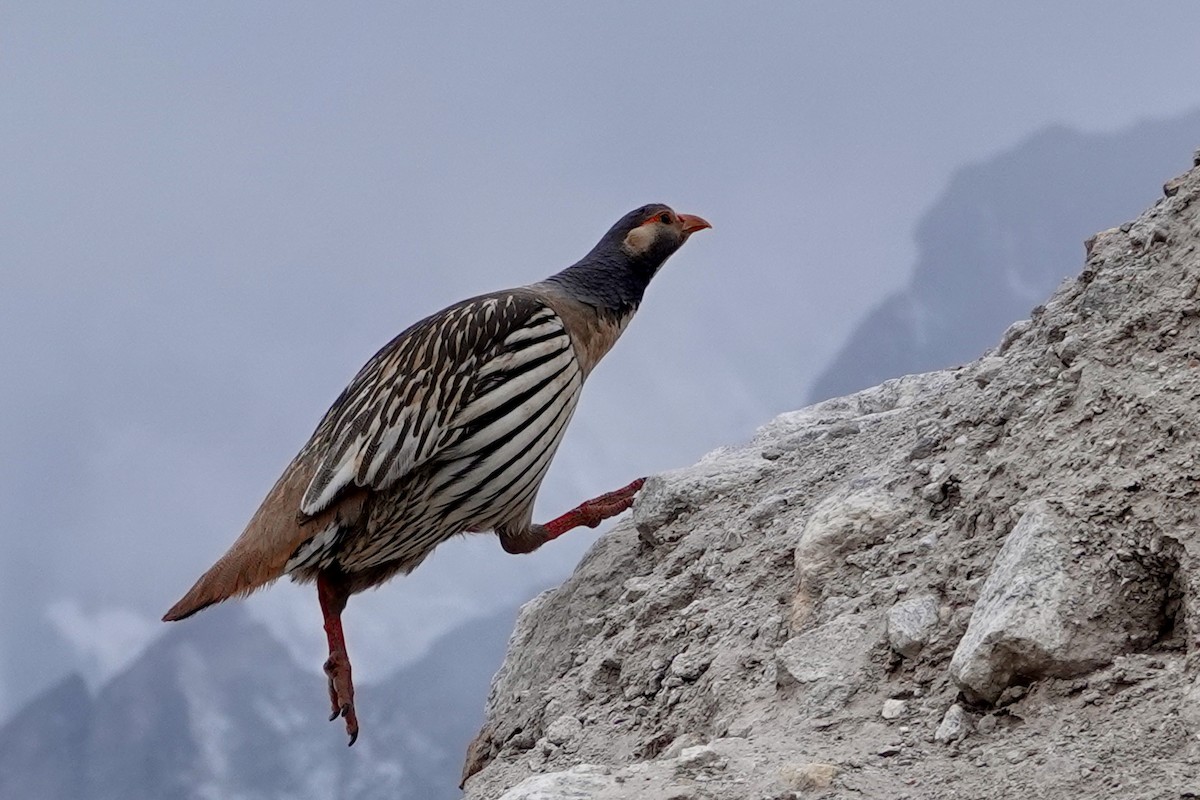 Tibetan Snowcock - ML640870808