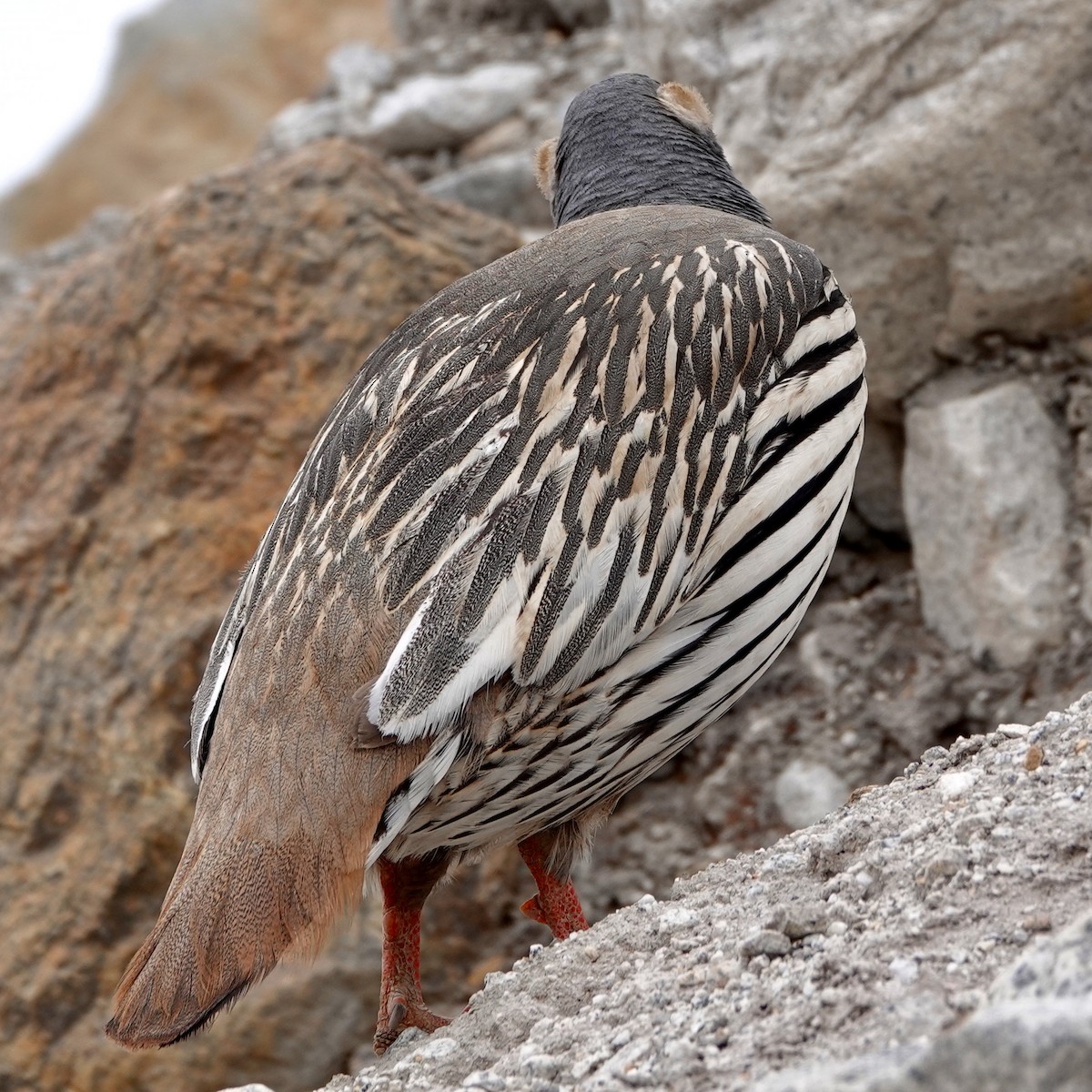 Tibetan Snowcock - ML640870809