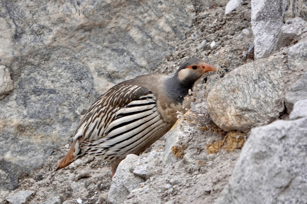 Tibetan Snowcock - ML640870810