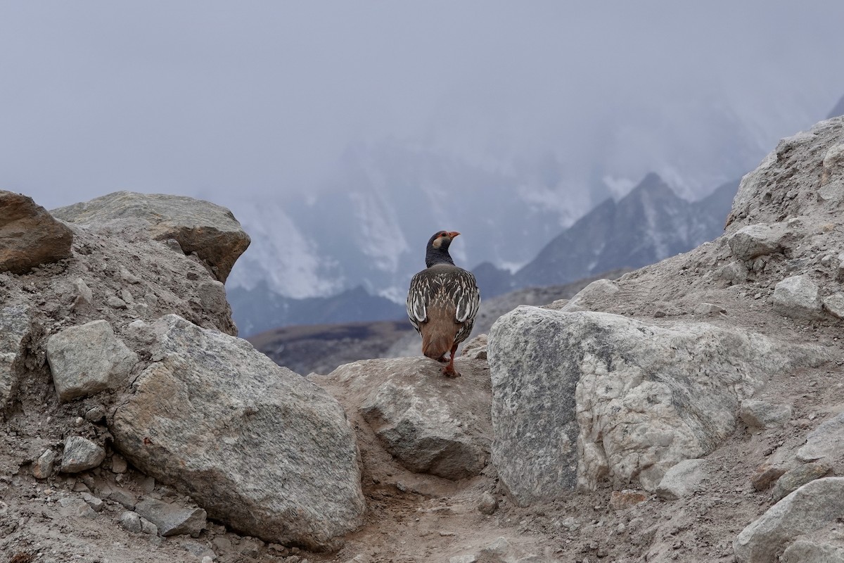 Tibetan Snowcock - ML640870811