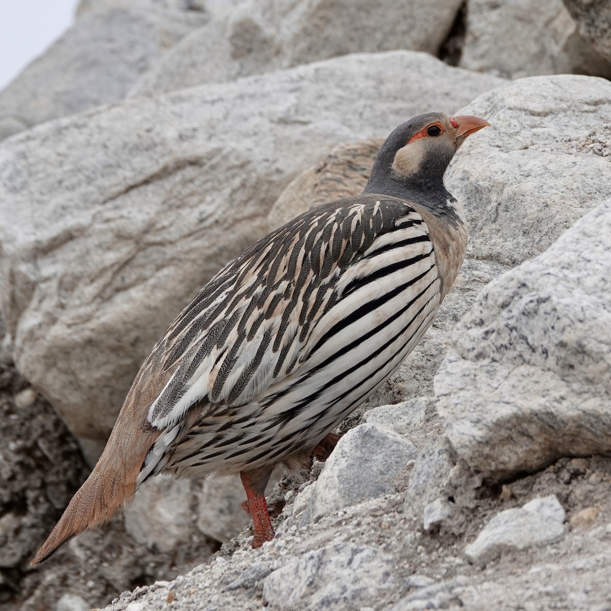 Tibetan Snowcock - ML640870812