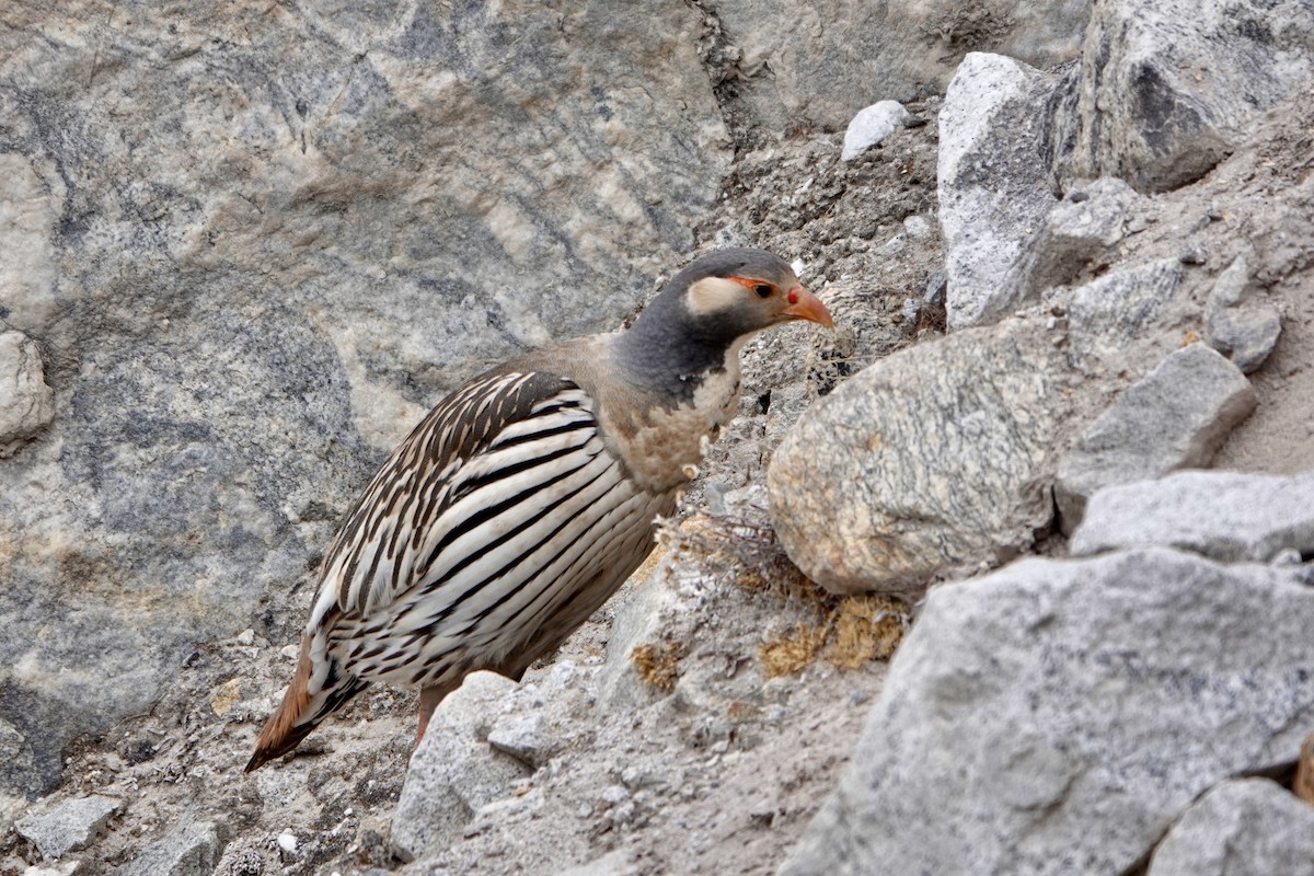 Tibetan Snowcock - ML640870815