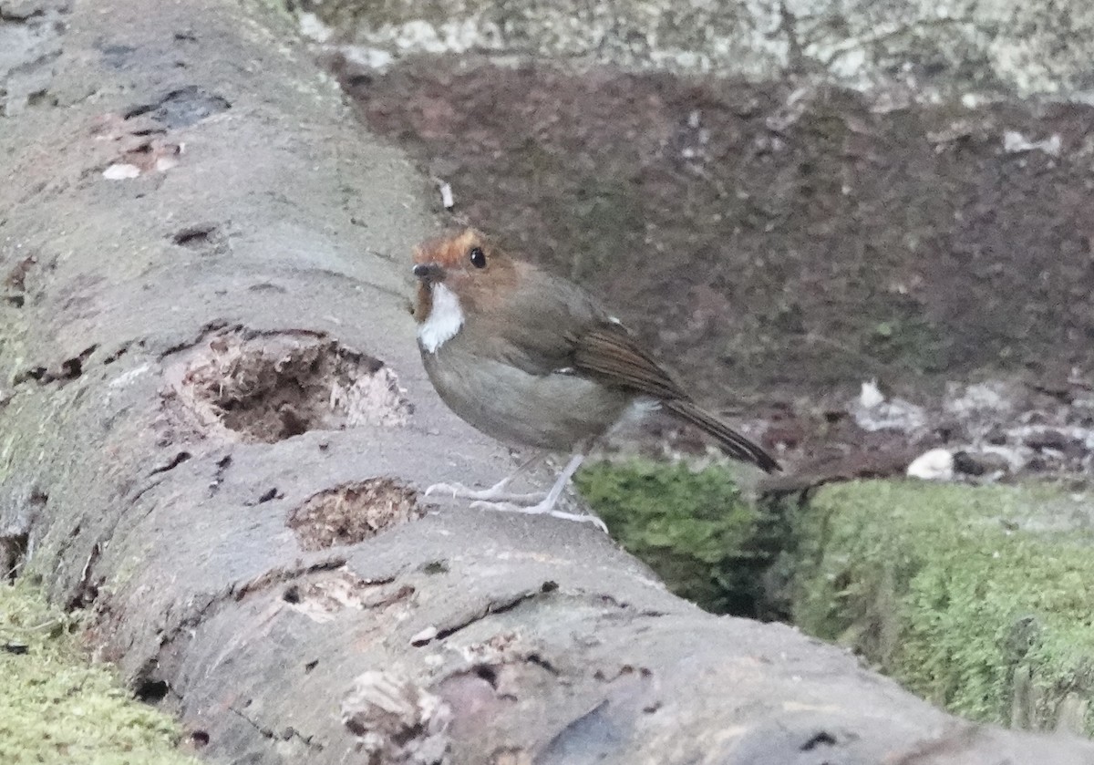 Rufous-browed Flycatcher - ML640870989