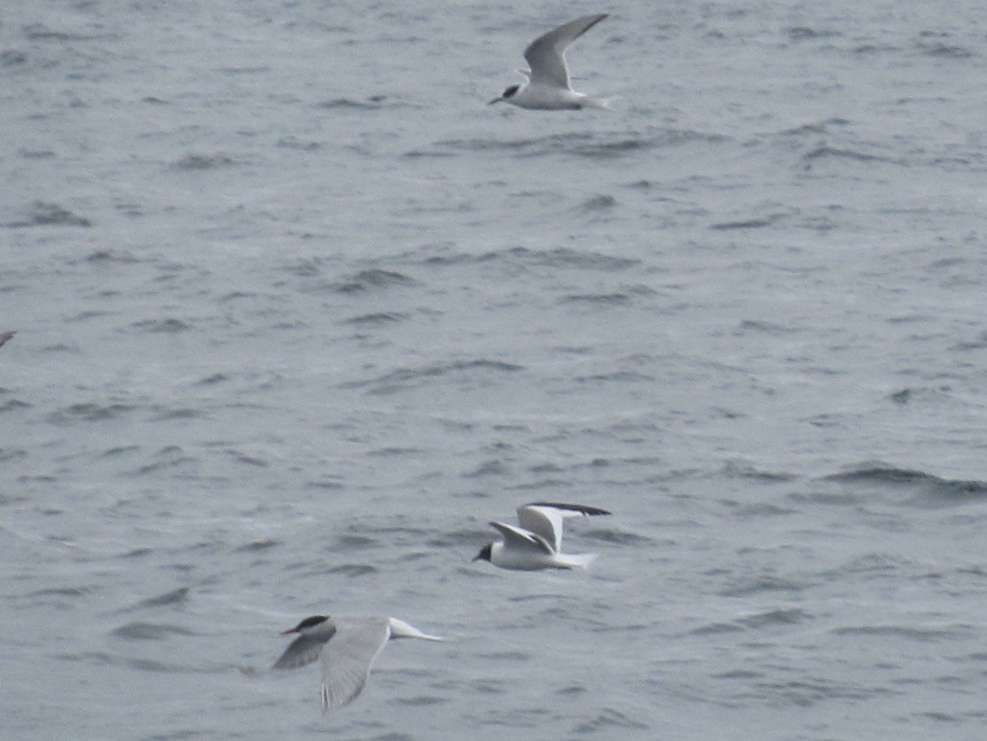 Sabine's Gull - ML640871203