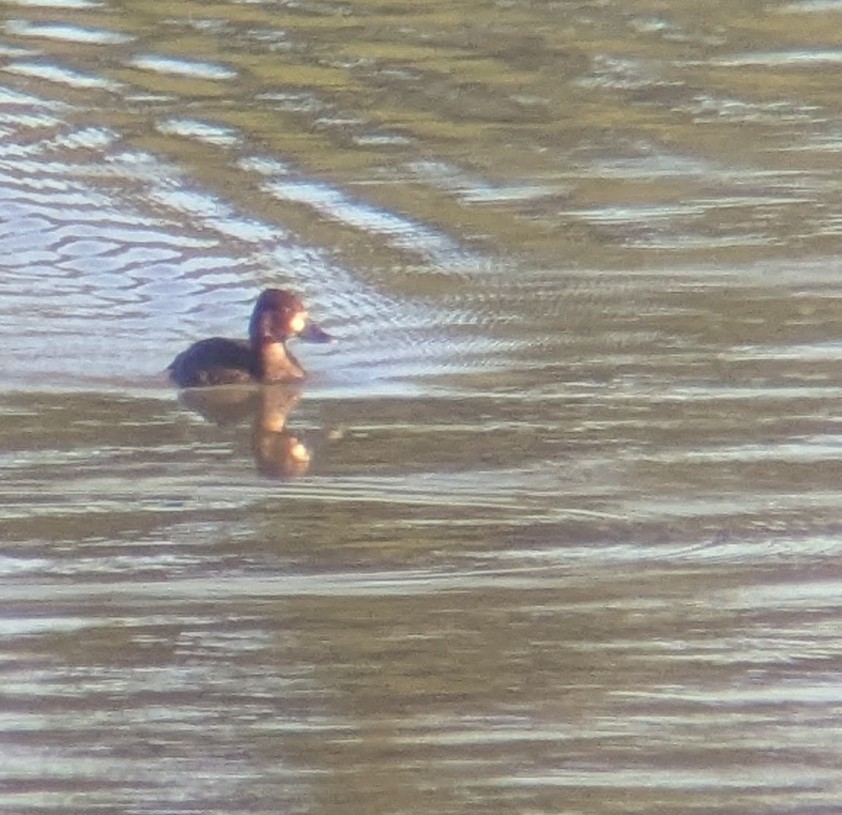Lesser Scaup - ML640871244