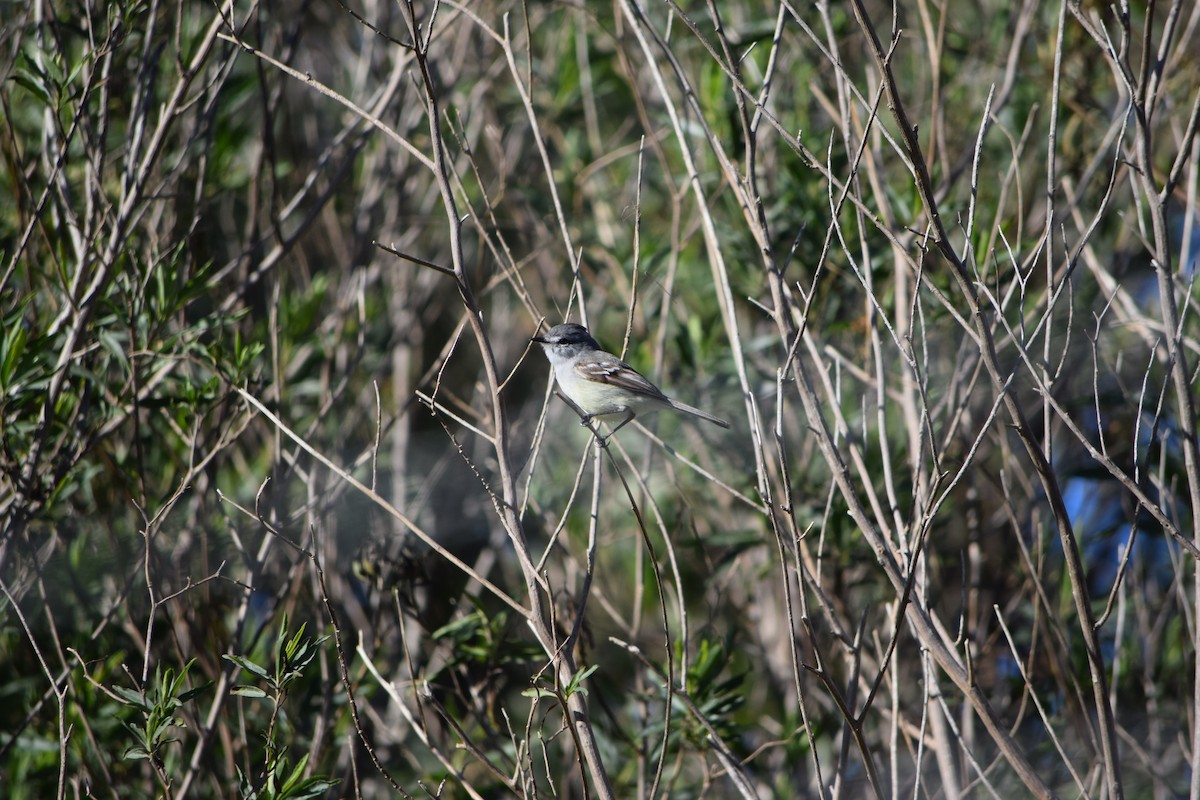 White-crested Tyrannulet - ML640871295
