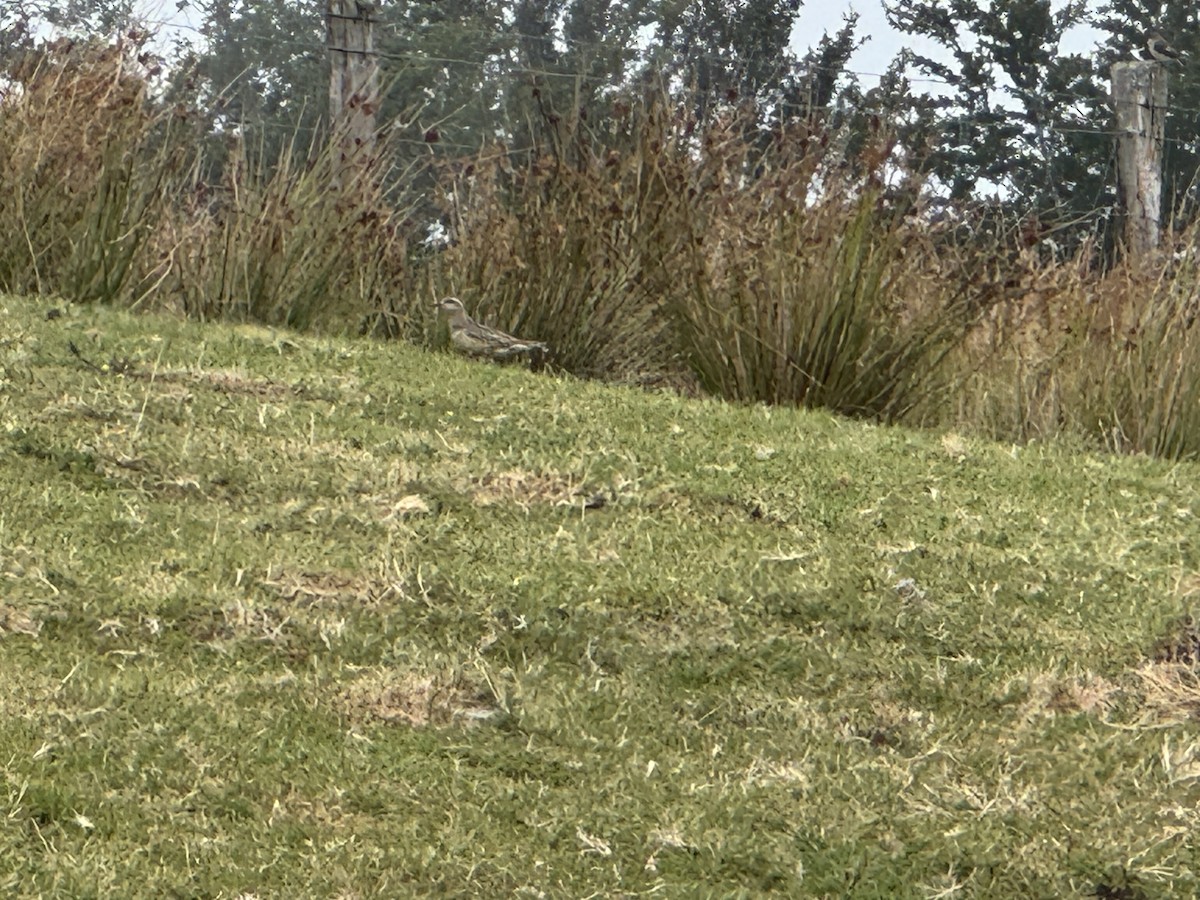 Eurasian Dotterel - ML640871302