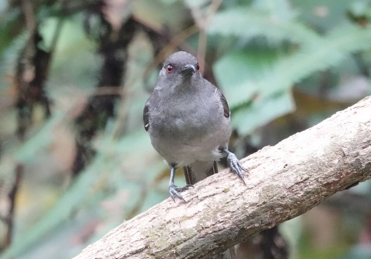 Long-tailed Sibia - ML640871304