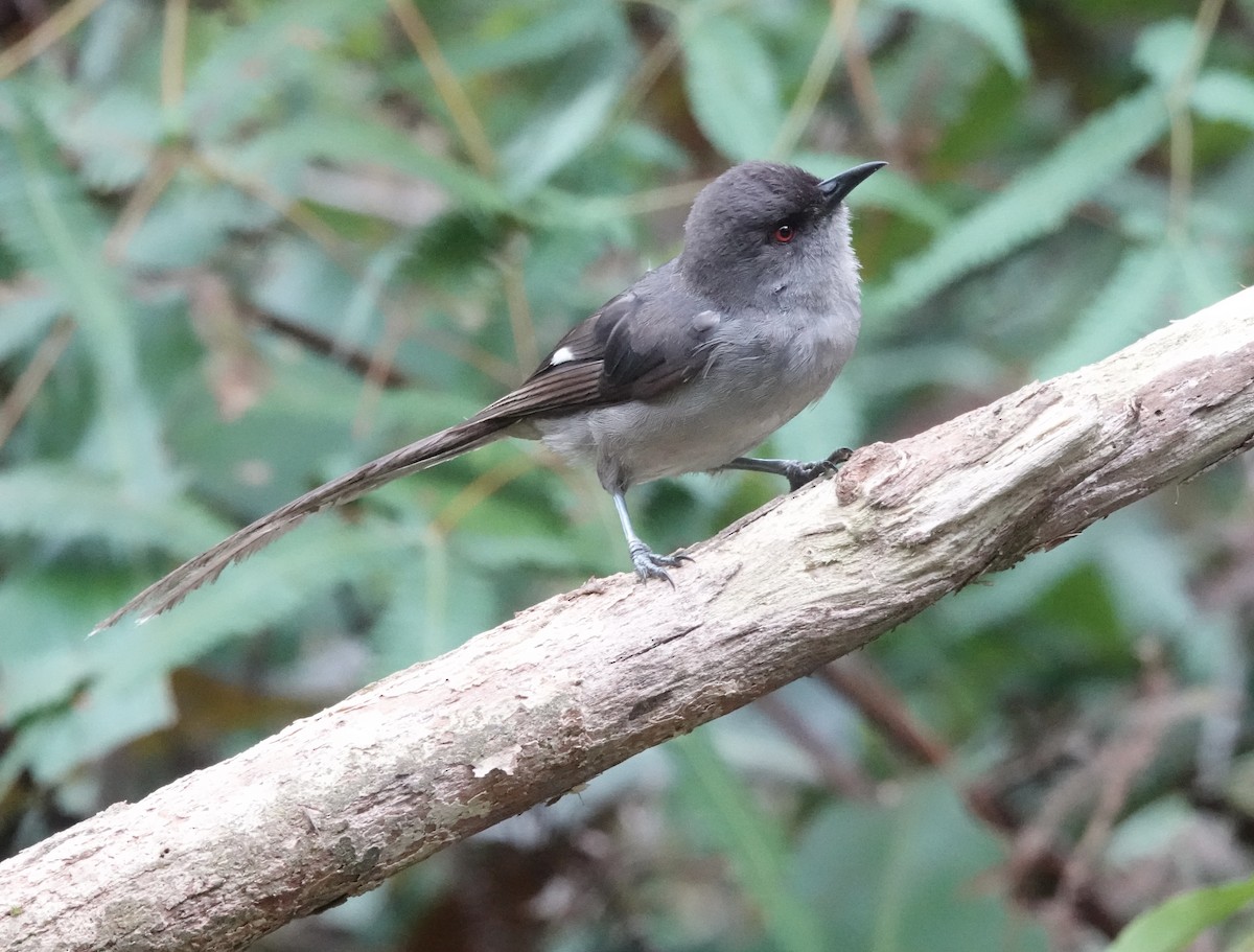 Long-tailed Sibia - ML640871306