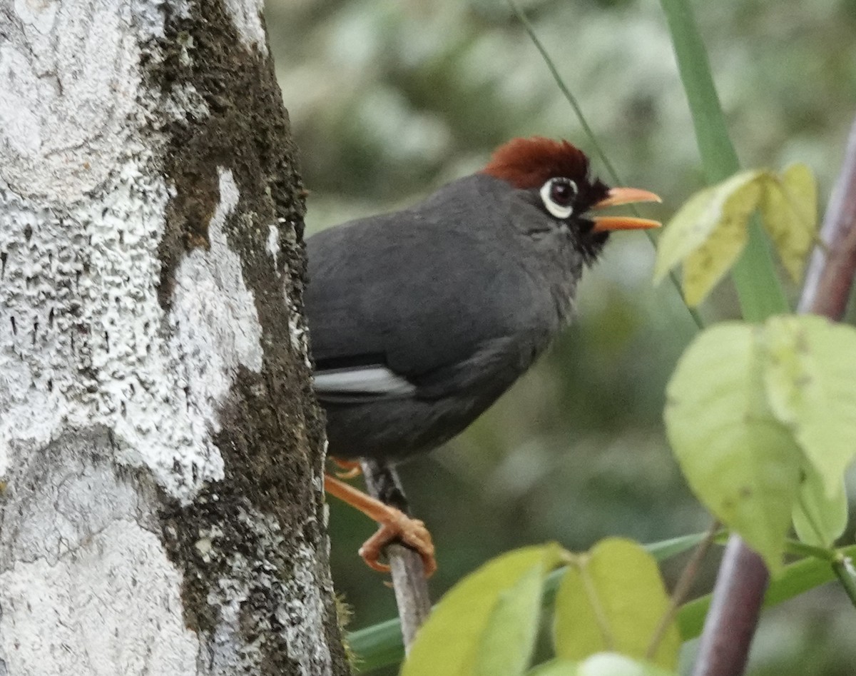 Chestnut-capped Laughingthrush - ML640871318