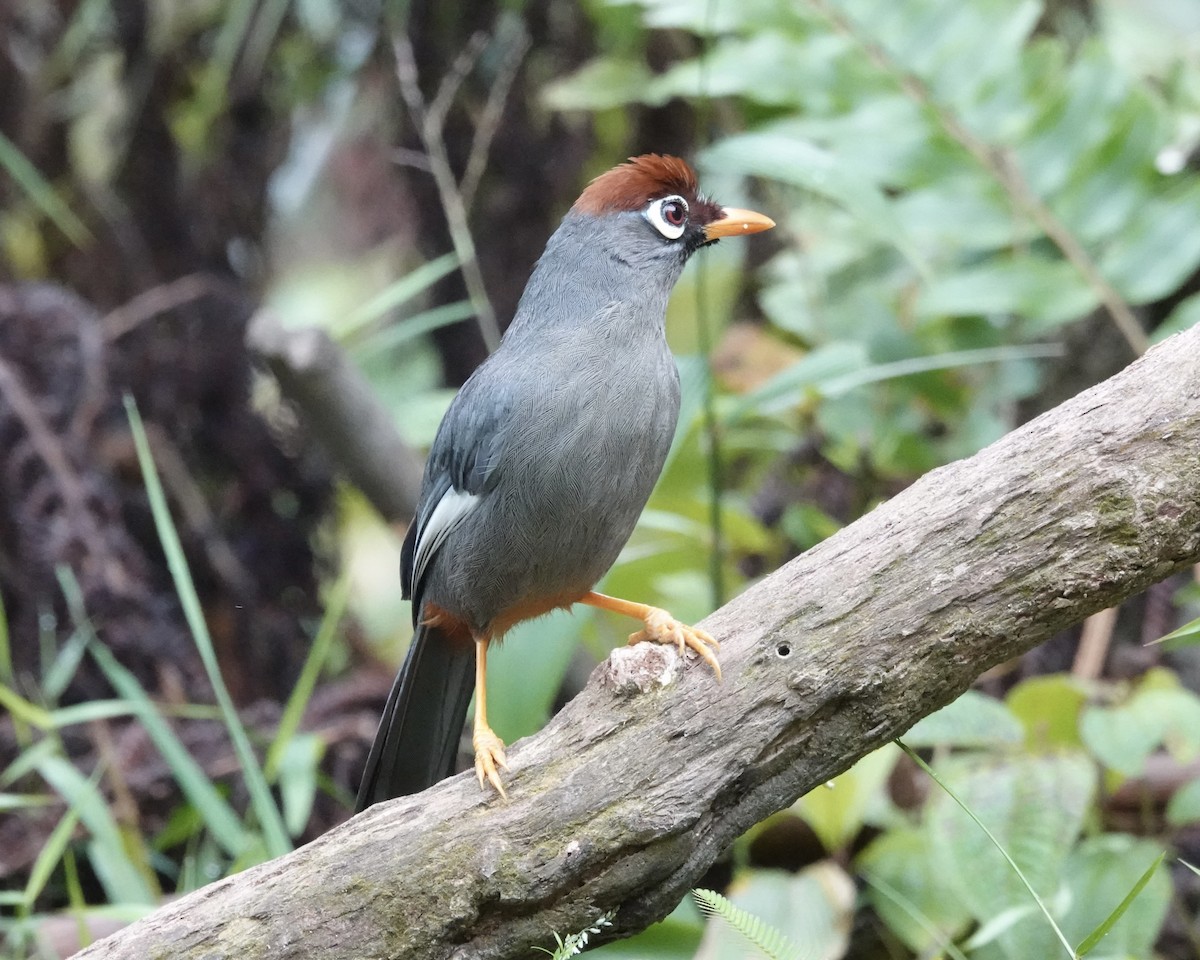 Chestnut-capped Laughingthrush - ML640871321