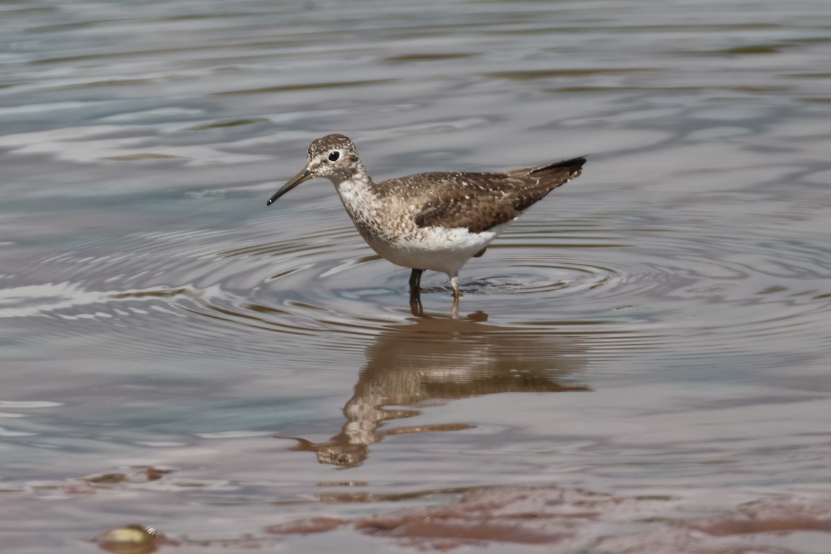 Solitary Sandpiper - ML640871326